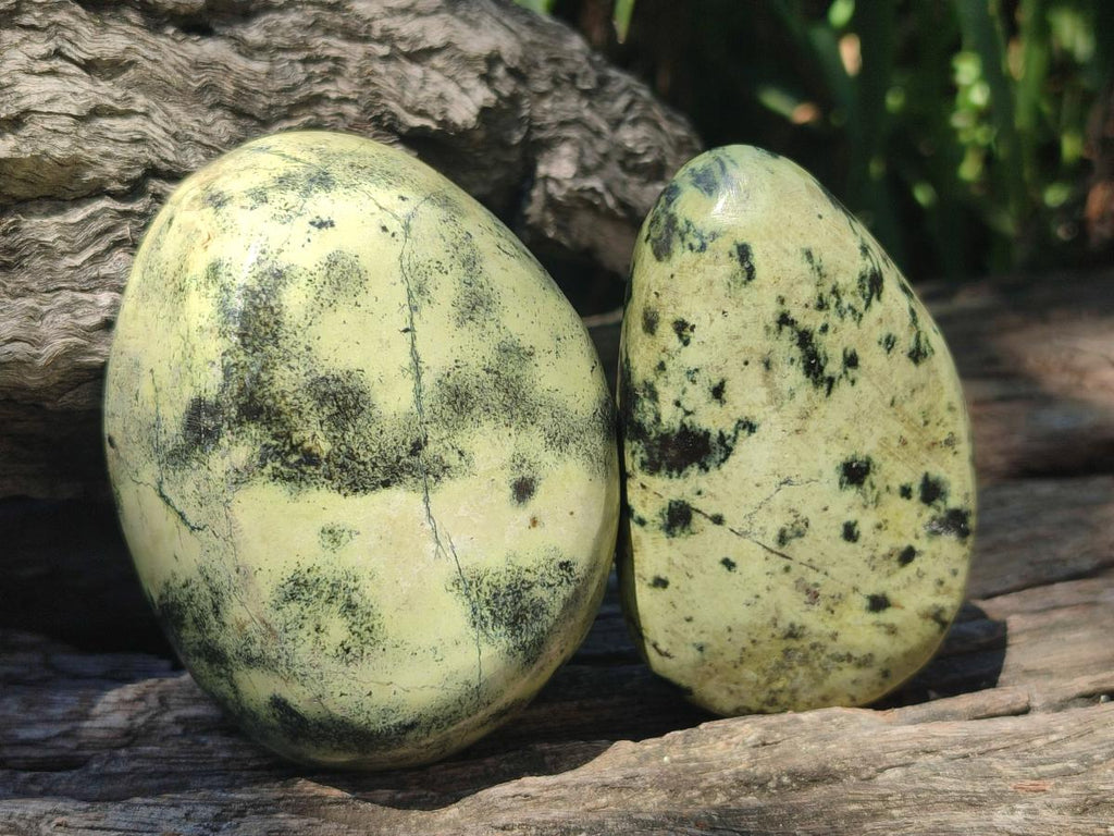 Polished Leopard Stone Free Forms x 6 From Zimbabwe