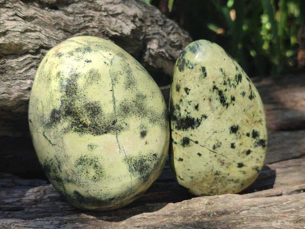 Polished Leopard Stone Free Forms x 6 From Zimbabwe