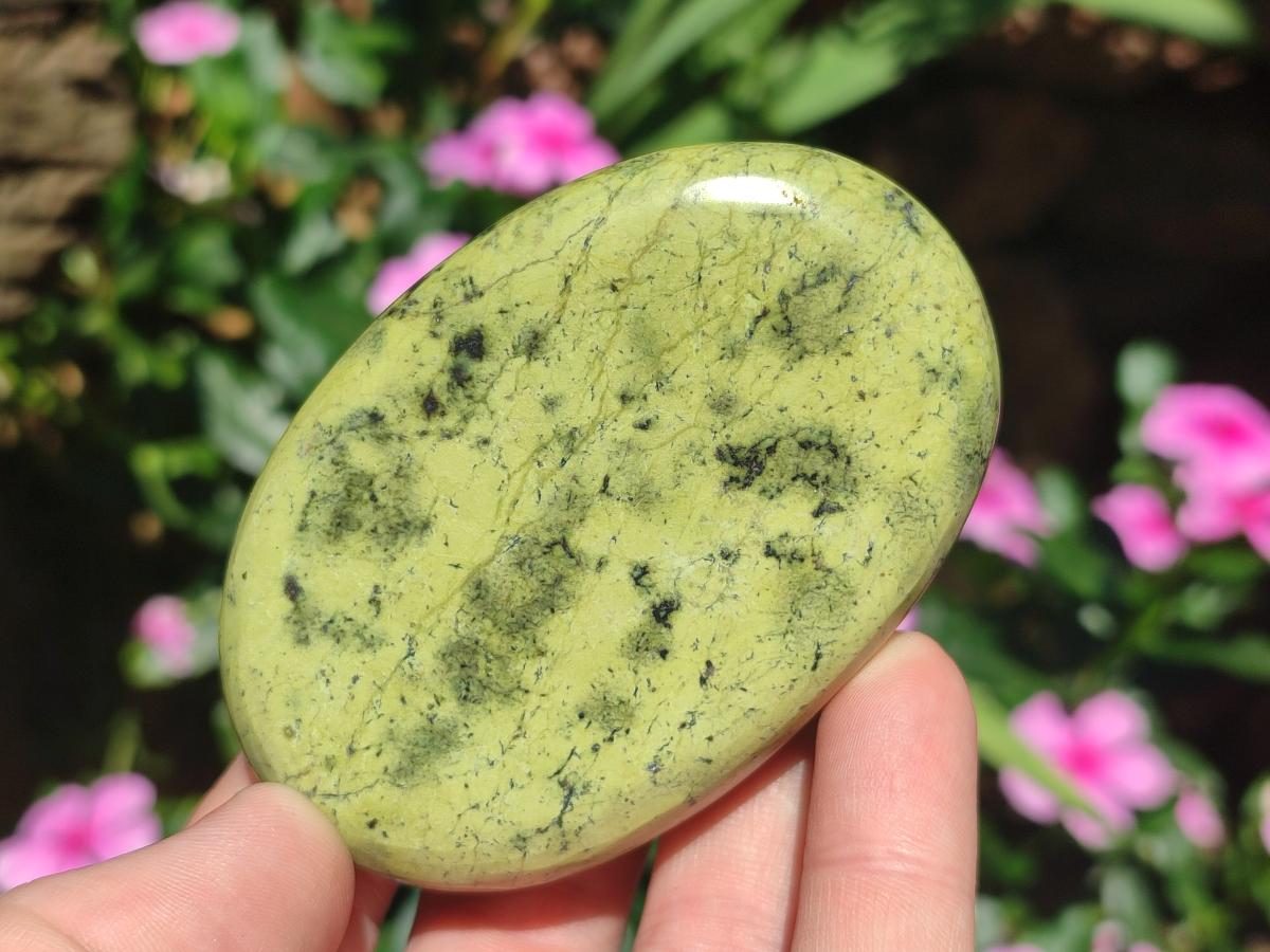 Polished Leopard Stone Free Forms x 6 From Zimbabwe