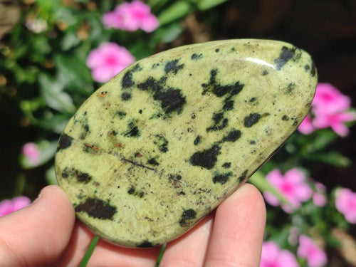Polished Leopard Stone Free Forms x 6 From Zimbabwe