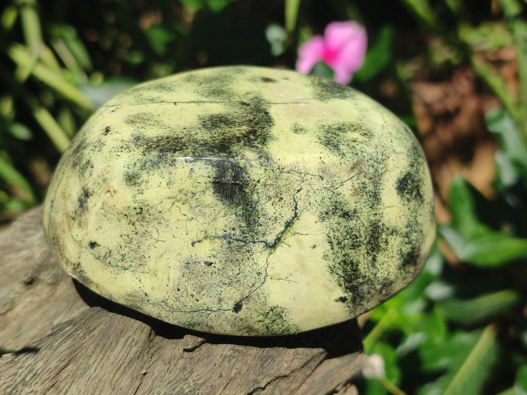 Polished Leopard Stone Free Forms x 6 From Zimbabwe