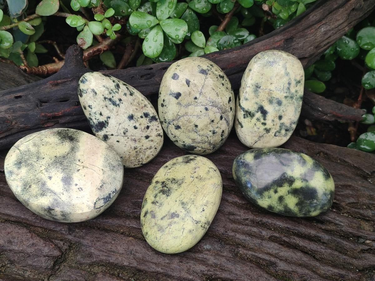 Polished Leopard Stone Free Forms x 6 From Zimbabwe