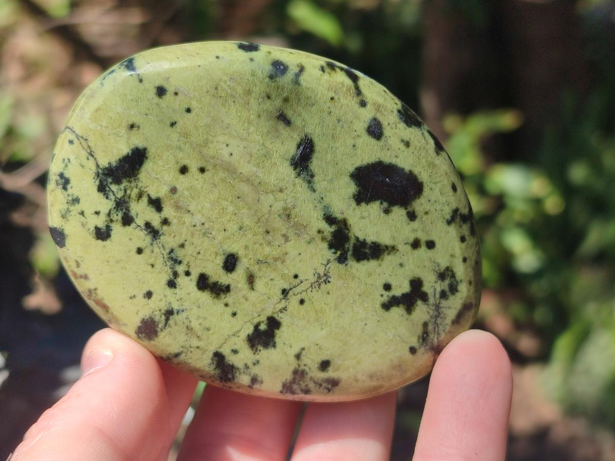Polished Leopard Stone Free Forms x 6 From Zimbabwe