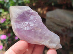 Natural Jacaranda Amethyst Single Crystals x 17 From Mumbwa, Zambia
