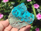 Natural Bright Blue Silica Chrysocolla Specimens x 12 From Kulukuluku, Congo - Toprock Gemstones and Minerals 