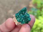 Natural Small Dioptase Specimens on Dolomite Matrix x 35 From Tantara Mine, Congo - Toprock Gemstones and Minerals 