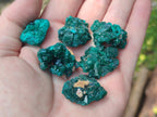 Natural Small Dioptase Specimens on Dolomite Matrix x 35 From Tantara Mine, Congo - Toprock Gemstones and Minerals 
