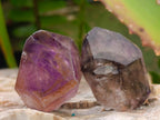 Natural Smokey Window Amethyst Crystals x 70 From Chiredzi, Zimbabwe - Toprock Gemstones and Minerals 