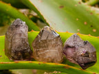 Natural Smokey Window Amethyst Crystals x 70 From Chiredzi, Zimbabwe - Toprock Gemstones and Minerals 