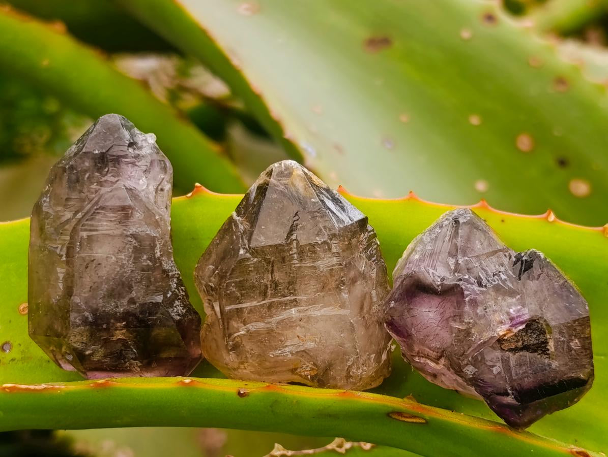 Natural Smokey Window Amethyst Crystals x 70 From Chiredzi, Zimbabwe - Toprock Gemstones and Minerals 
