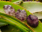 Natural Smokey Window Amethyst Crystals x 70 From Chiredzi, Zimbabwe - Toprock Gemstones and Minerals 