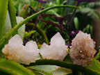 Natural Spirit Amethyst Crystals and Clusters x 12 From Boekenhouthoek, South Africa - Toprock Gemstones and Minerals 