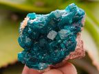 Natural Small Dioptase Specimens on Dolomite Matrix x 20 From Tantara Mine, Congo - Toprock Gemstones and Minerals 