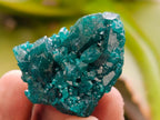 Natural Small Dioptase Specimens on Dolomite Matrix x 20 From Tantara Mine, Congo - Toprock Gemstones and Minerals 