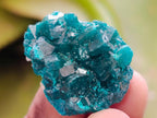 Natural Small Dioptase Specimens on Dolomite Matrix x 20 From Tantara Mine, Congo - Toprock Gemstones and Minerals 