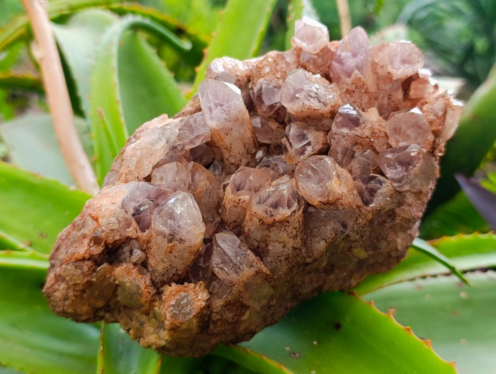 Natural Sugar Amethyst Clusters x 3 From Solwezi, Zambia - Toprock Gemstones and Minerals 