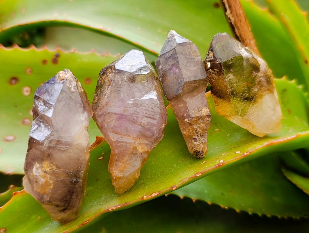 Natural Mix of Window Smokey Quartz and Amethyst Crystals x 32 From Brandberg, Namibia - Toprock Gemstones and Minerals 
