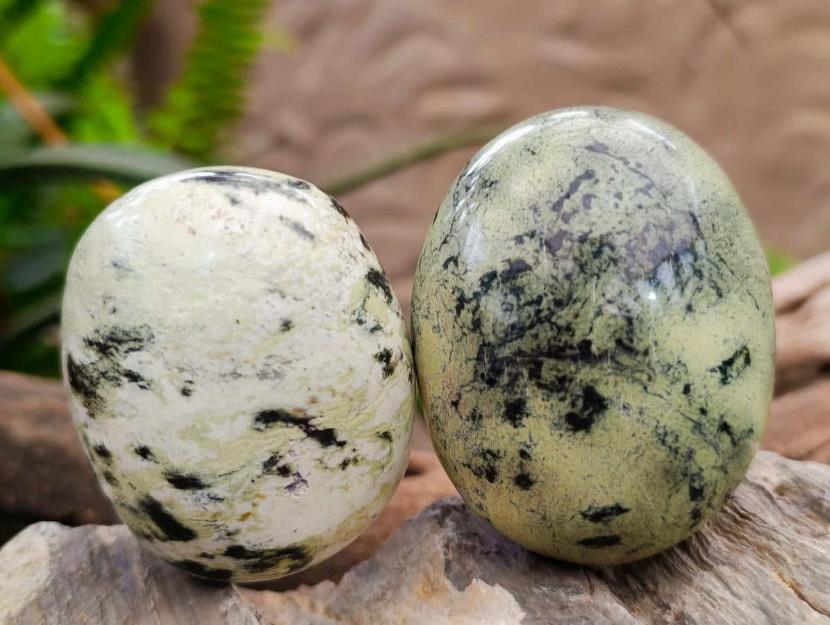 Polished Leopard Stone Free Forms x 24 From Zimbabwe - Toprock Gemstones and Minerals 