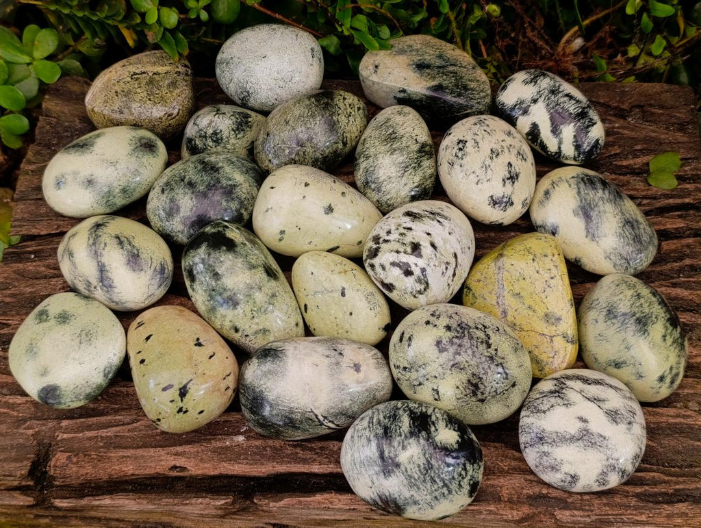Polished Leopard Stone Free Forms x 24 From Zimbabwe - Toprock Gemstones and Minerals 