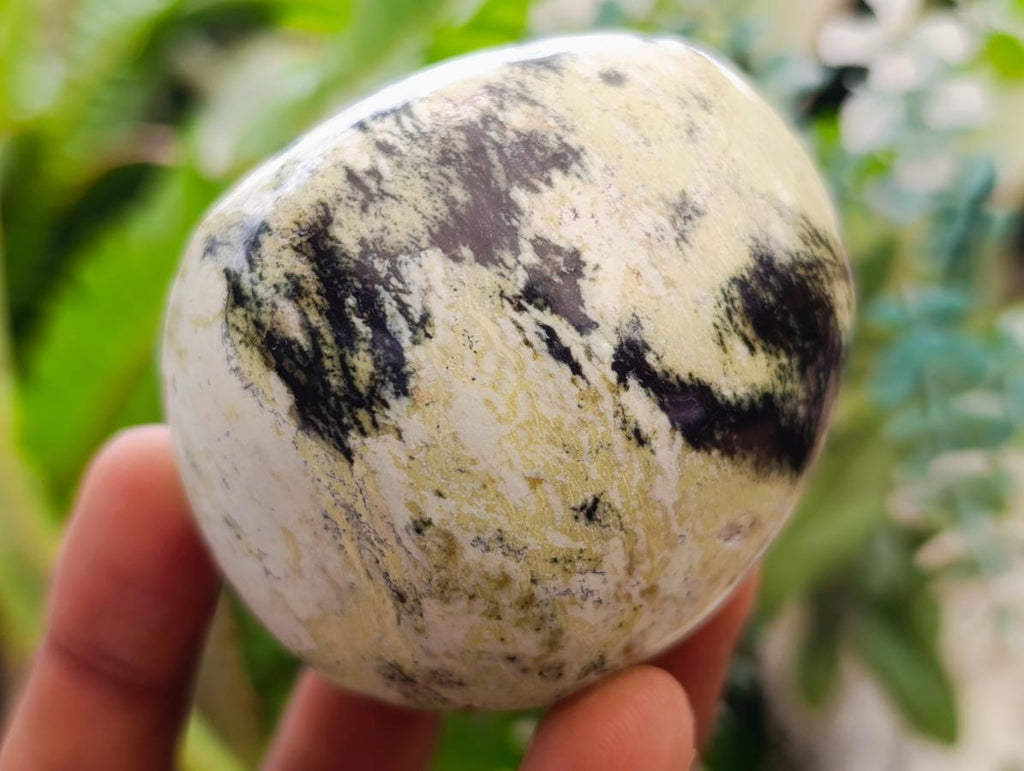 Polished Leopard Stone Free Forms x 24 From Zimbabwe - Toprock Gemstones and Minerals 