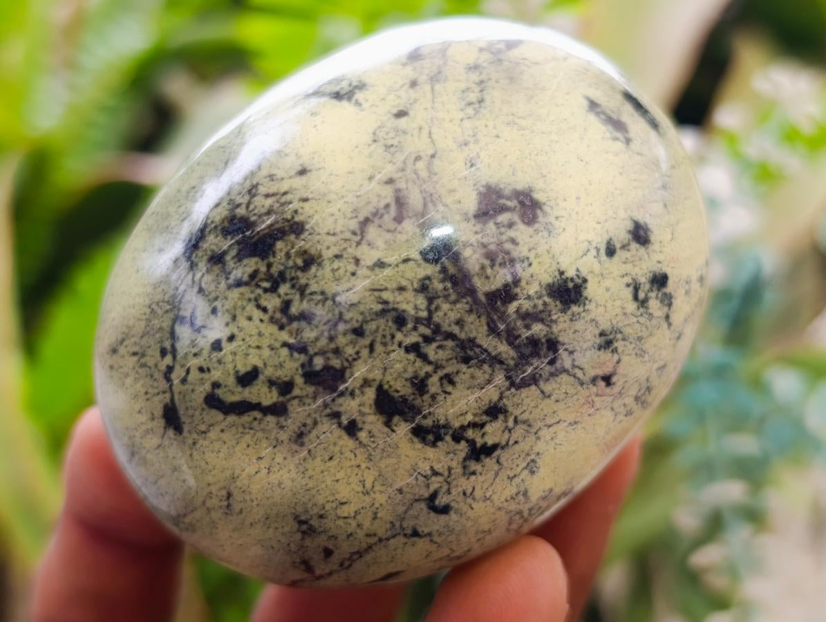 Polished Leopard Stone Free Forms x 24 From Zimbabwe - Toprock Gemstones and Minerals 