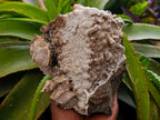 Natural Large Rhombohedral Calcite Specimen with Phosphorus Aragonite x 1 From Albert's Mountain, Lesotho - Toprock Gemstones and Minerals 