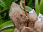 Natural Cascading White Phantom Smokey Luena Quartz Clusters x 4 From Luena, Congo - Toprock Gemstones and Minerals 