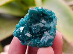 Natural Small Dioptase Specimens on Dolomite Matrix x 12 From Tantara Mine, Congo - Toprock Gemstones and Minerals 
