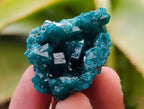 Natural Small Dioptase Specimens on Dolomite Matrix x 12 From Tantara Mine, Congo - Toprock Gemstones and Minerals 