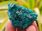 Natural Small Dioptase Specimens on Dolomite Matrix x 12 From Tantara Mine, Congo - Toprock Gemstones and Minerals 