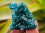 Natural Small Dioptase Specimens on Dolomite Matrix x 12 From Tantara Mine, Congo - Toprock Gemstones and Minerals 