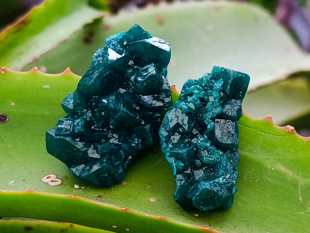 Natural Small Dioptase Specimens on Dolomite Matrix x 20 From Tantara Mine, Congo - Toprock Gemstones and Minerals 
