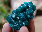 Natural Small Dioptase Specimens on Dolomite Matrix x 20 From Tantara Mine, Congo - Toprock Gemstones and Minerals 