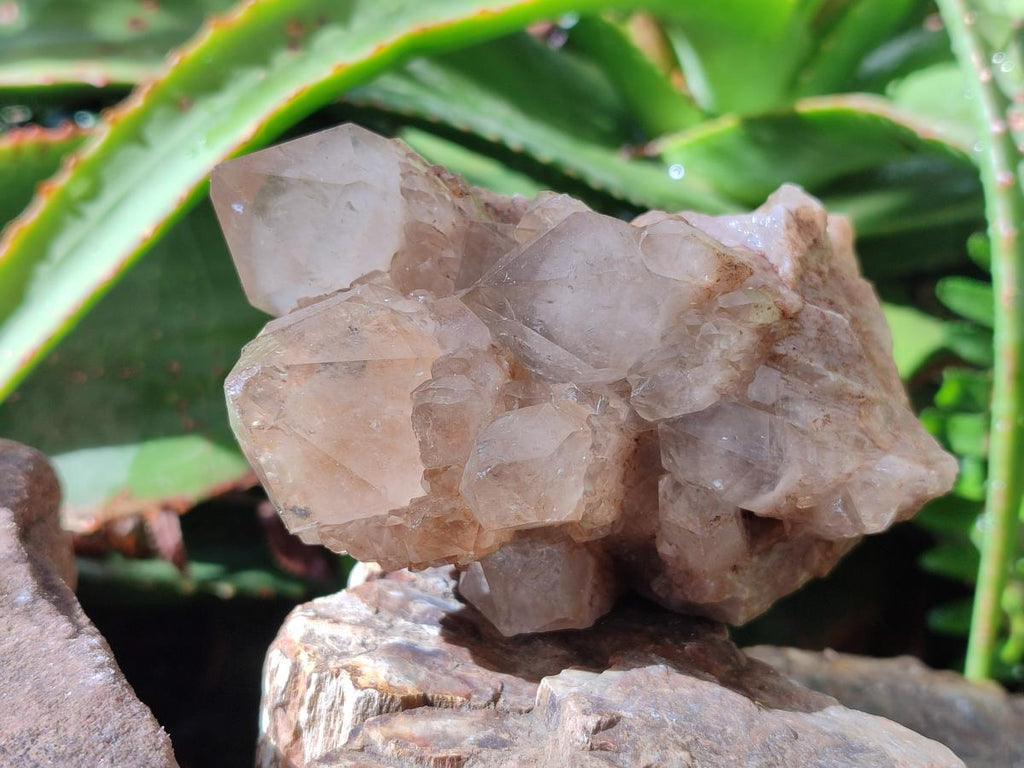 Natural Cascading White Phantom Smokey Luena Quartz Clusters x 6 From Luena, Congo - Toprock Gemstones and Minerals 