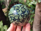 Polished Stromatolite Spheres x 3 From Katsepy, Madagascar - Toprock Gemstones and Minerals 