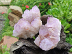 Natural Sunburst Amethyst Spirit Clusters x 6 From Boekenhouthoek, South Africa - Toprock Gemstones and Minerals 