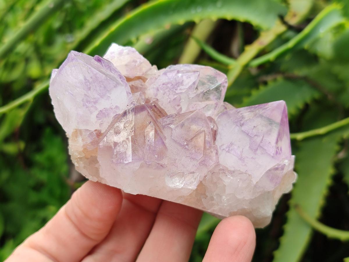 Natural Sunburst Amethyst Spirit Clusters x 6 From Boekenhouthoek, South Africa - Toprock Gemstones and Minerals 