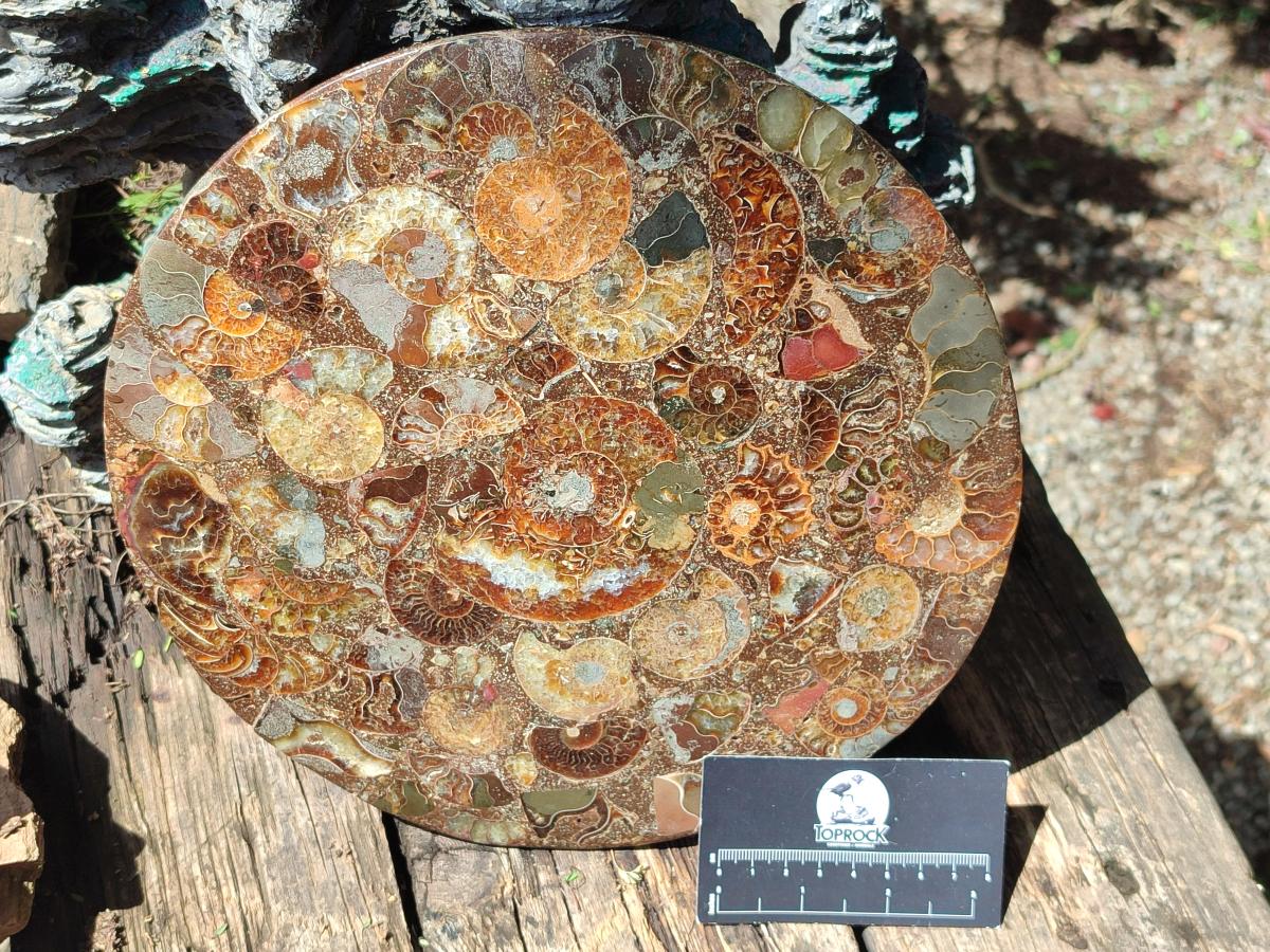 Hand Made Large Ammonite Conglomerate Table Coaster x 1 From Mahajanga, Madagascar - Toprock Gemstones and Minerals 