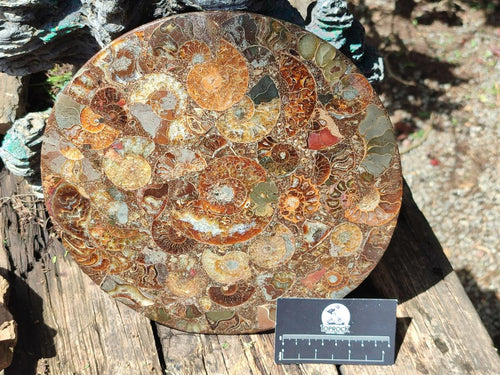 Hand Made Large Ammonite Conglomerate Table Coaster x 1 From Mahajanga, Madagascar - Toprock Gemstones and Minerals 