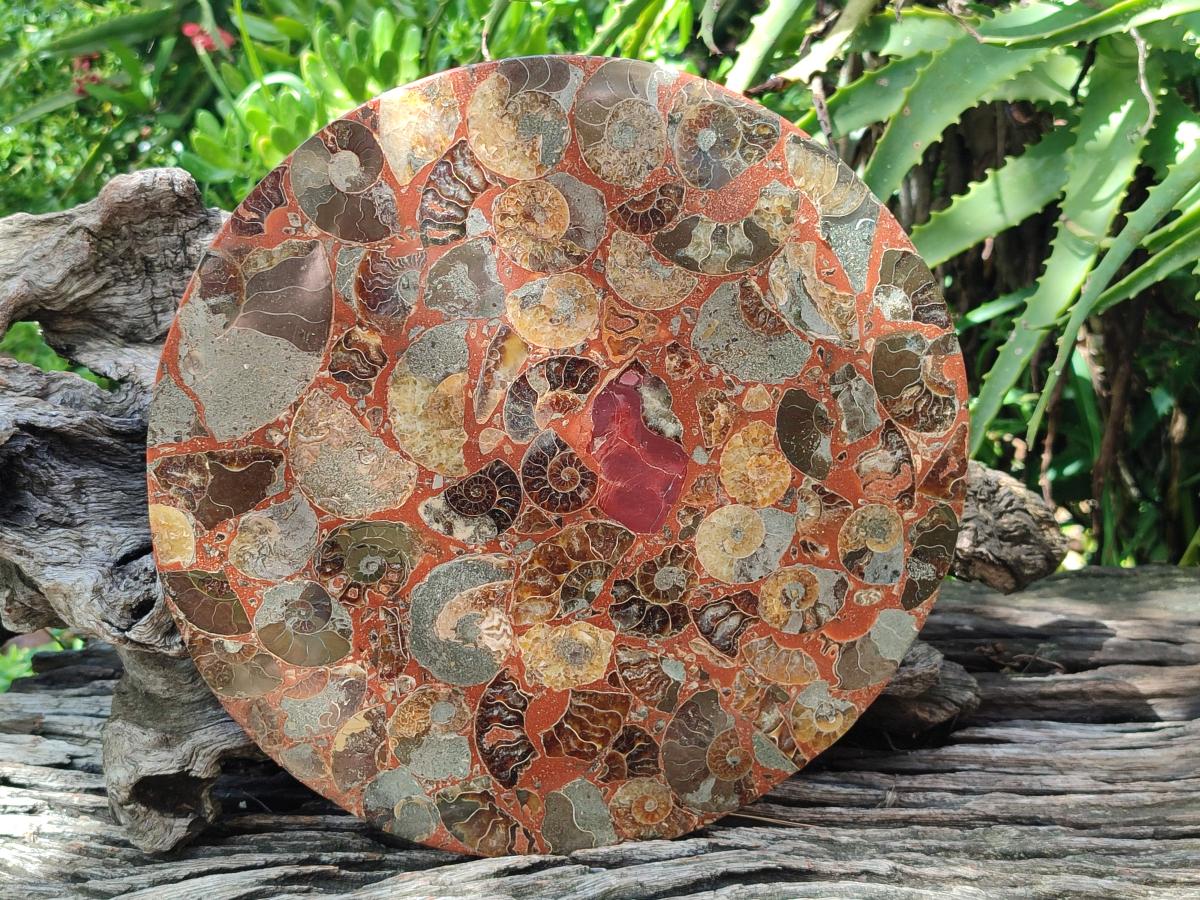 Hand Made Large Ammonite Conglomerate Table Coaster x 1 From Mahajanga, Madagascar - Toprock Gemstones and Minerals 