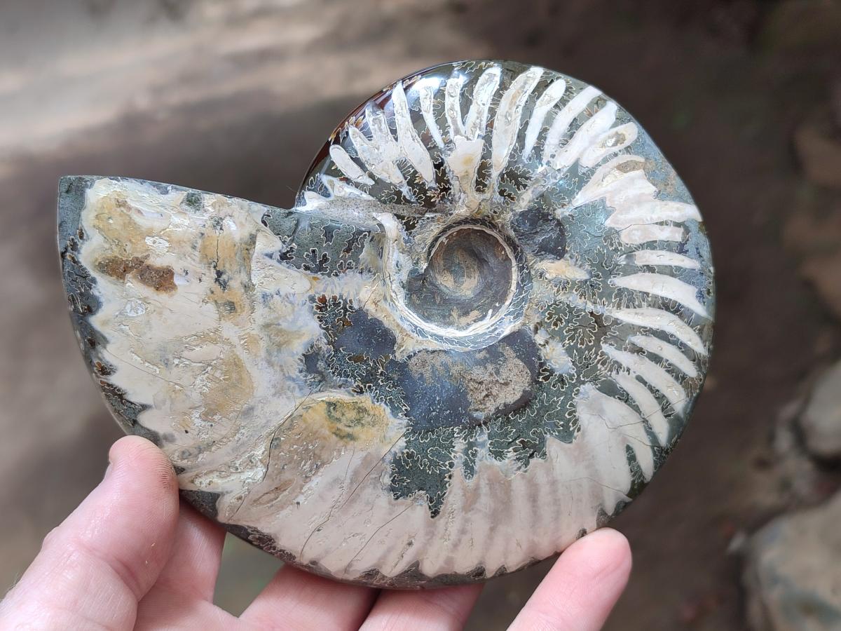 Polished Whole Cleoniceras Ammonite Fossils x 2 From Tulear, Madagascar - Toprock Gemstones and Minerals 