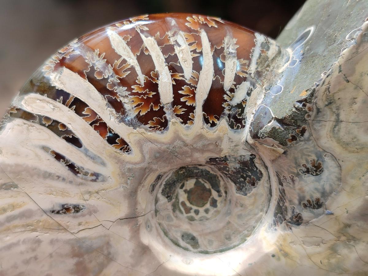 Polished Whole Cleoniceras Ammonite Fossils x 2 From Tulear, Madagascar - Toprock Gemstones and Minerals 
