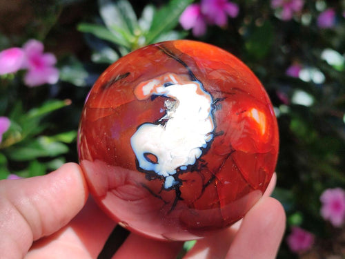 Polished and Natural Carnelian Agate Gemstone Spheres x 2 From Madagascar - Toprock Gemstones and Minerals 