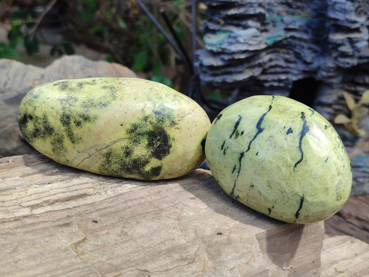 Polished Leopard Stone Free Forms x 12 From Zimbabwe - Toprock Gemstones and Minerals 