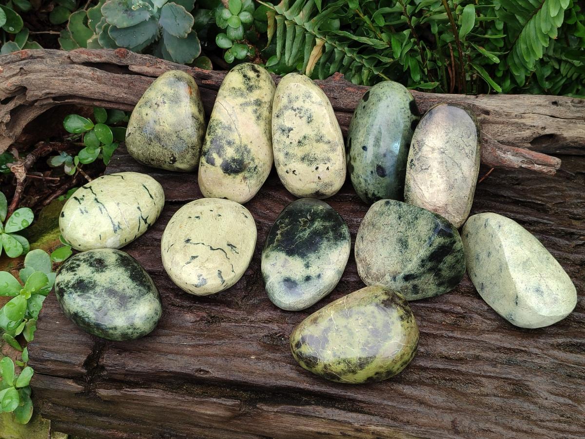 Polished Leopard Stone Free Forms x 12 From Zimbabwe - Toprock Gemstones and Minerals 