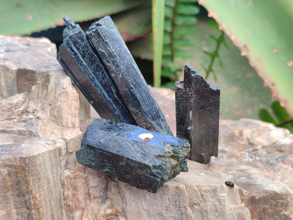 Natural Aegirine Single Crystals x 70 From Zomba, Malawi - Toprock Gemstones and Minerals 