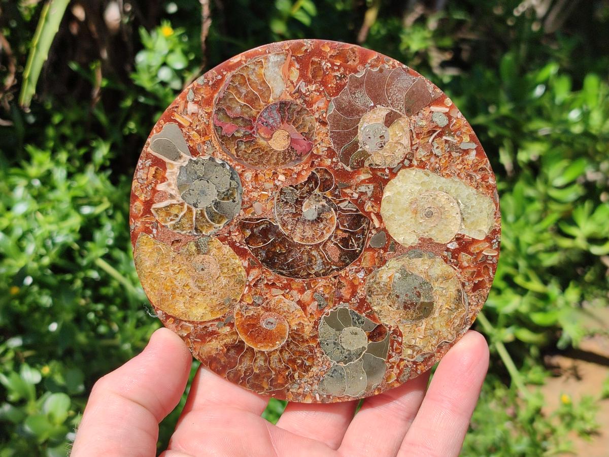 Hand Made Ammonite Conglomerate Coffee Table Coasters x 6 From Mahajanga, Madagascar - Toprock Gemstones and Minerals 