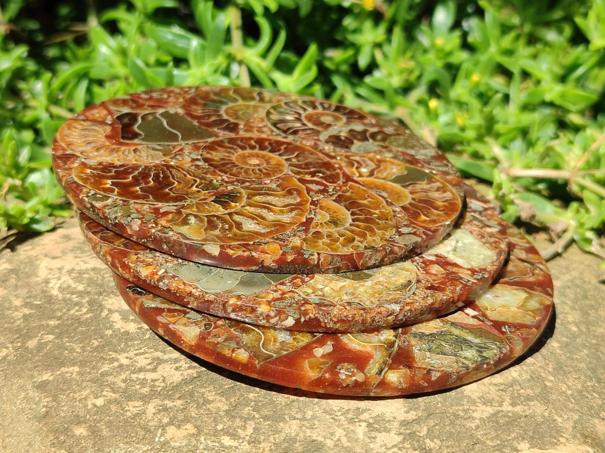 Hand Made Ammonite Conglomerate Coffee Table Coasters x 6 From Mahajanga, Madagascar - Toprock Gemstones and Minerals 