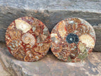 Hand Made Ammonite Conglomerate Coffee Table Coasters x 6 From Mahajanga, Madagascar - Toprock Gemstones and Minerals 