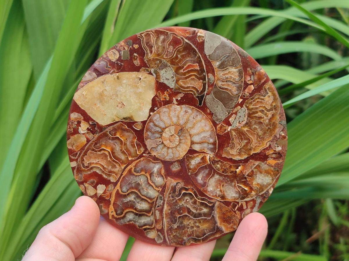 Hand Made Ammonite Conglomerate Coffee Table Coasters x 6 From Mahajanga, Madagascar - Toprock Gemstones and Minerals 